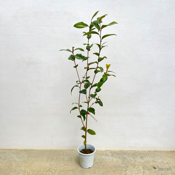 ツバキ（椿）：新世紀（しんせいき）6号鉢植え