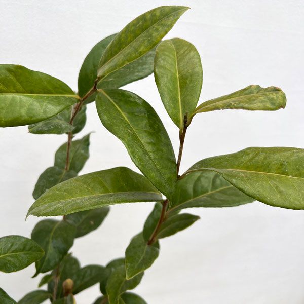 ツバキ（椿）：新世紀（しんせいき）6号鉢植え