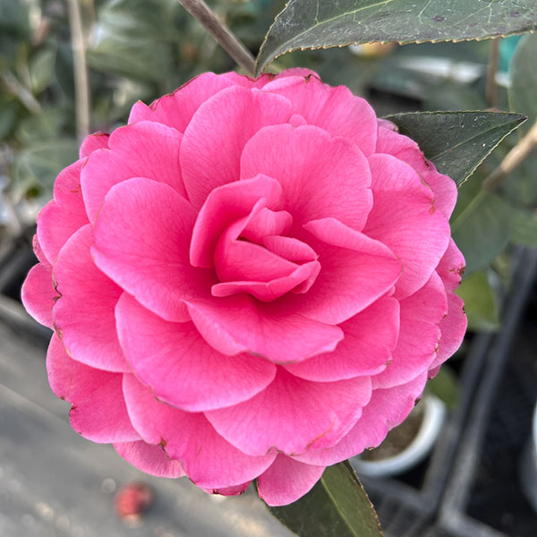 ツバキ(椿):バリーヌーゼン6号鉢植え