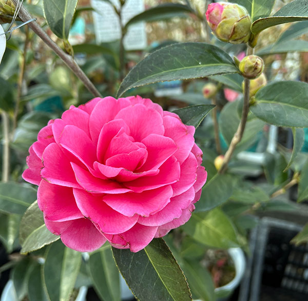 ツバキ(椿):バリーヌーゼン6号鉢植え