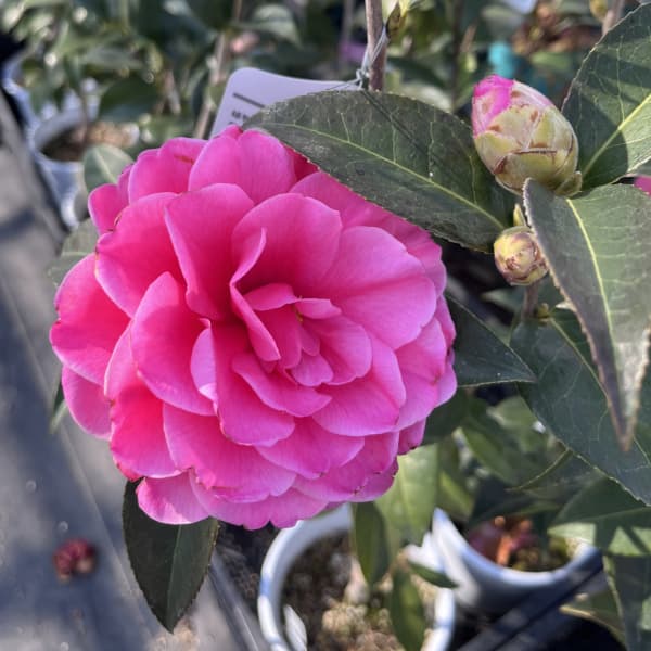 ツバキ(椿):バリーヌーゼン6号鉢植え
