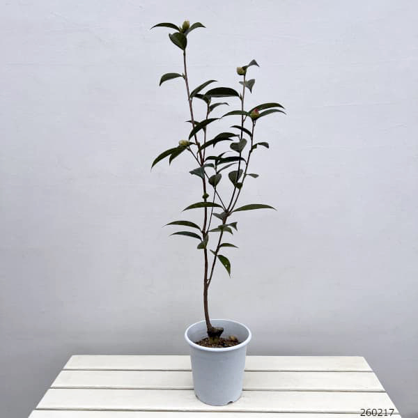 ツバキ(椿):バリーヌーゼン6号鉢植え