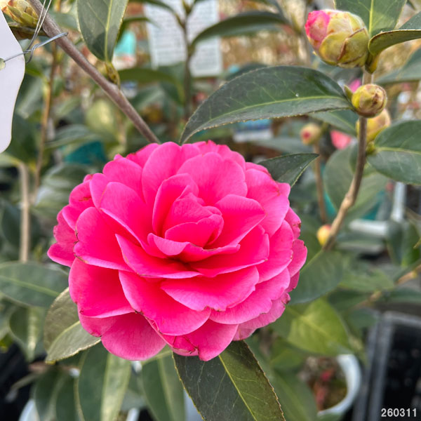 ツバキ（椿）：バリーヌーゼン6号鉢植え