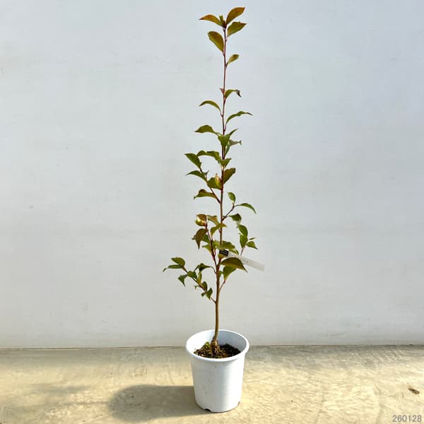 ツバキ（椿）：ブラックマジック6号鉢植え