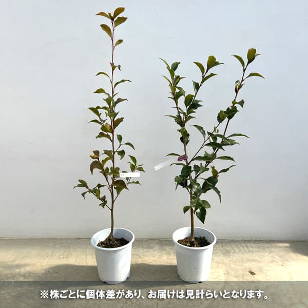 ツバキ（椿）：ブラックマジック6号鉢植え