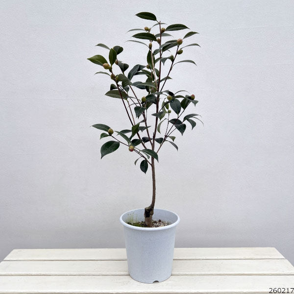 ツバキ(椿):スプリングデイズ6号鉢植え