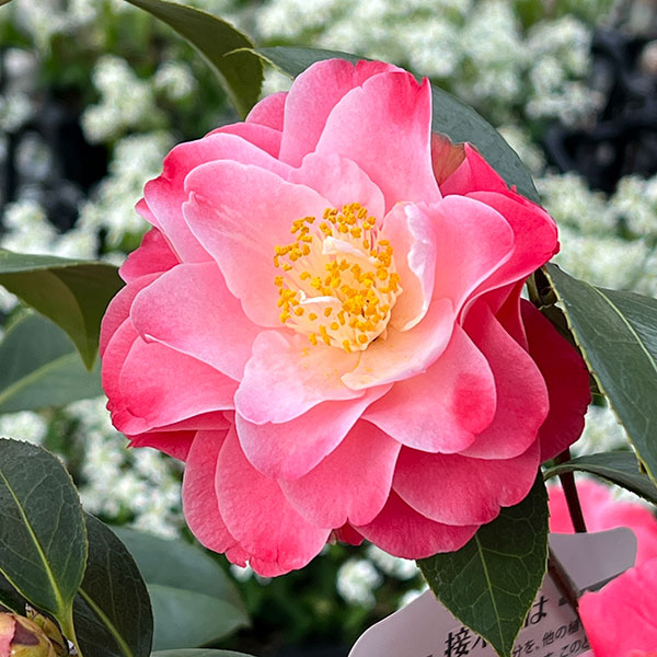 ツバキ（椿）：スプリングデイズ6号鉢植え