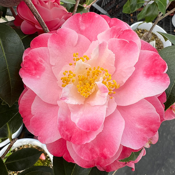ツバキ（椿）：スプリングデイズ6号鉢植え