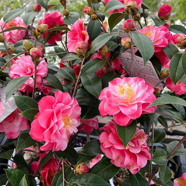 ツバキ（椿）：スプリングデイズ6号鉢植え