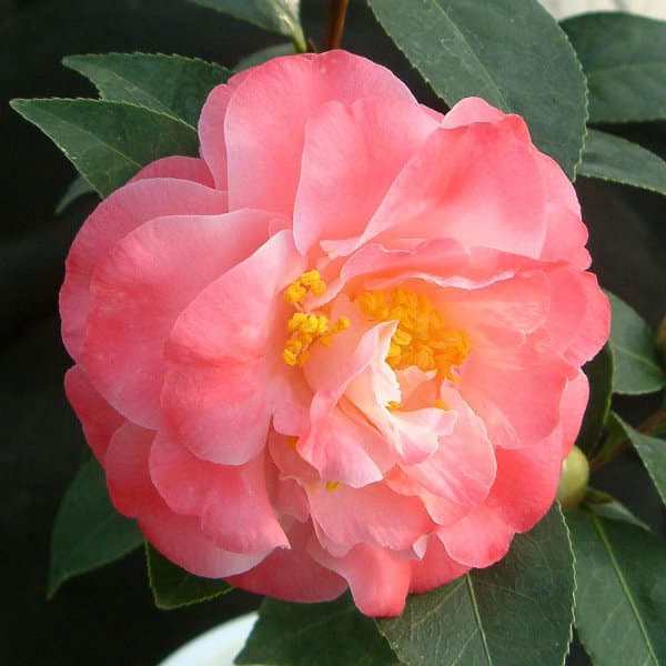 ツバキ（椿）：スプリングデイズ6号鉢植え