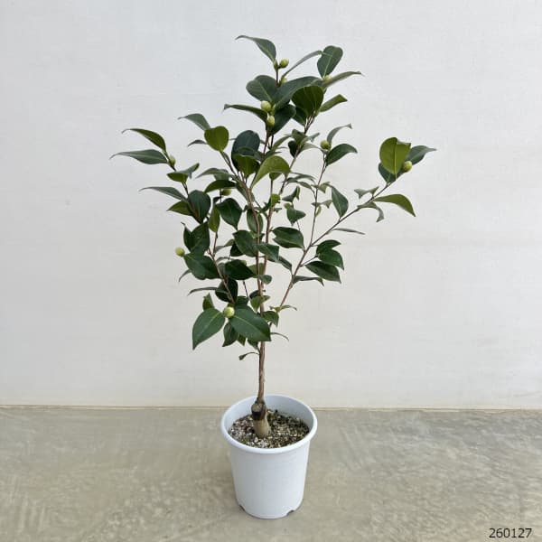 ツバキ（椿）：ミリンダ6号鉢植え