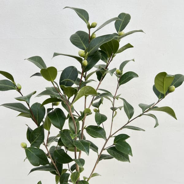 ツバキ（椿）：ミリンダ6号鉢植え