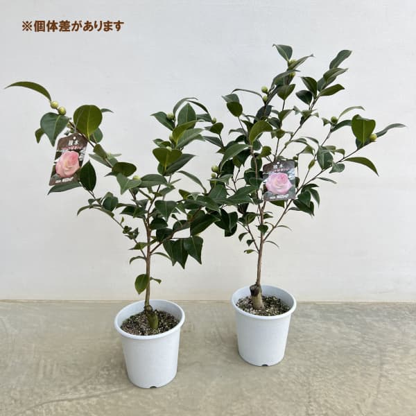 ツバキ（椿）：ミリンダ6号鉢植え