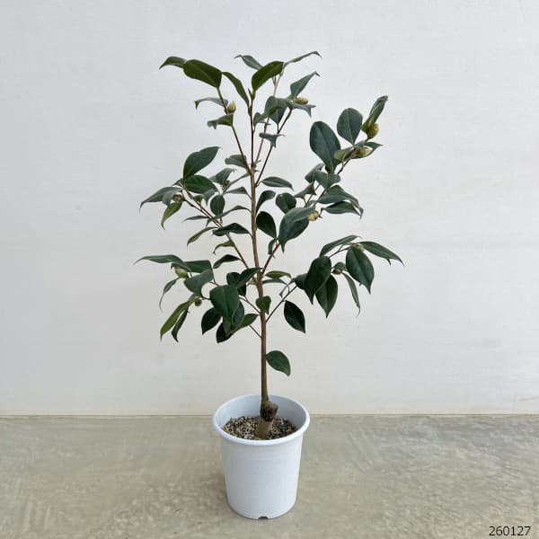 ツバキ(椿):ファイヤーダンス6号鉢植え