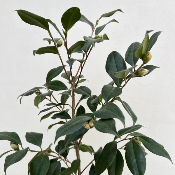 ツバキ(椿):ファイヤーダンス6号鉢植え