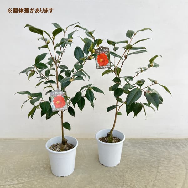 ツバキ(椿):ファイヤーダンス6号鉢植え