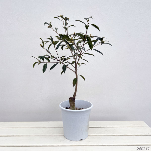 ツバキ（椿）：ピンクダリア6号鉢植え