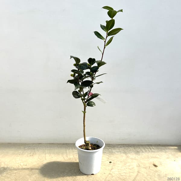 ツバキ（椿）：ダローネガ5号鉢植え