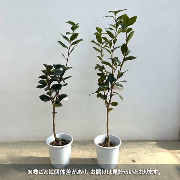 ツバキ（椿）：ダローネガ5号鉢植え