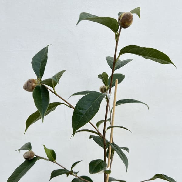 ツバキ（椿）：ロイスシナート6号鉢植え