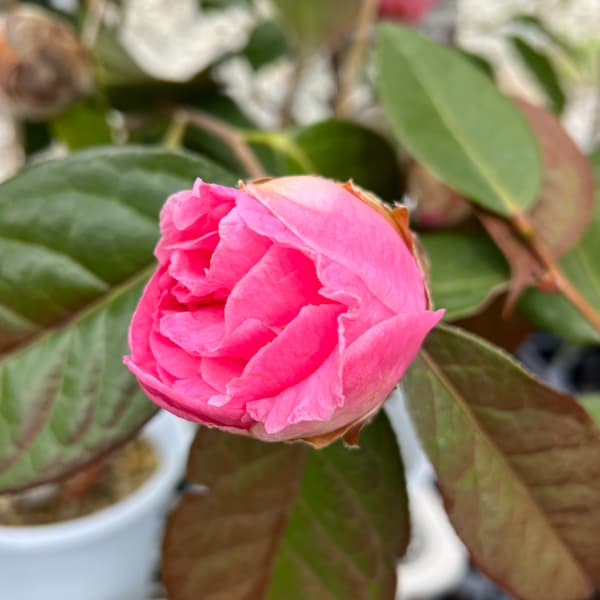 ツバキ（椿）：ロイスシナート6号鉢植え