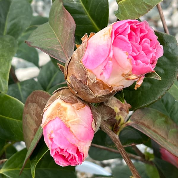 ツバキ（椿）：ロイスシナート6号鉢植え