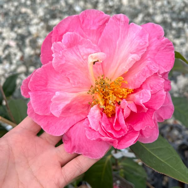 ツバキ（椿）：ロイスシナート6号鉢植え