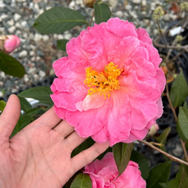 ツバキ（椿）：ロイスシナート6号鉢植え