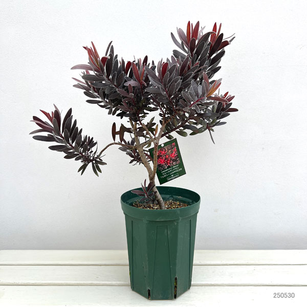 [ザ・ファームセレクト]リューカデンドロン：エボニー6号鉢植え