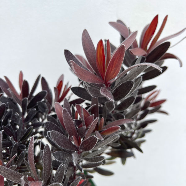 [ザ・ファームセレクト]リューカデンドロン：エボニー6号鉢植え