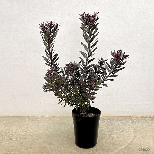 リューカデンドロン：銅葉 6号鉢植え
