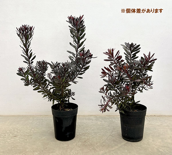 リューカデンドロン：銅葉 6号鉢植え
