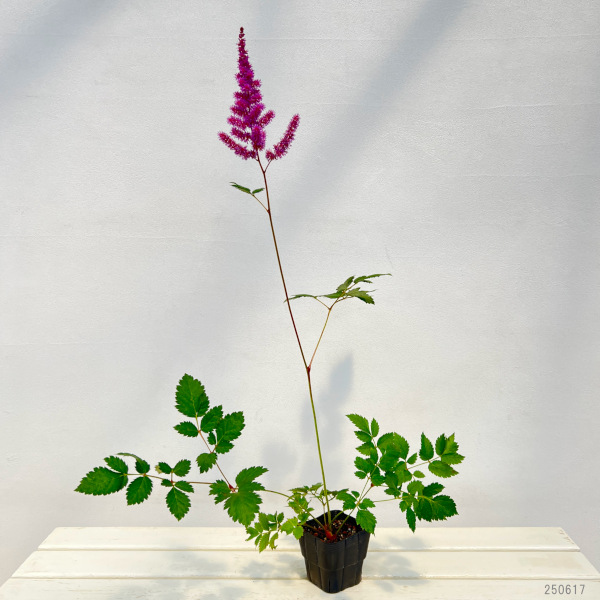 アスチルベ：ブラックパール3.5号ポット[6月頃開花　濃紫ももいろの花　花穂が長く印象的な花　宿根草]