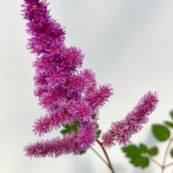 アスチルベ：ブラックパール3.5号ポット[6月頃開花　濃紫ももいろの花　花穂が長く印象的な花　宿根草]