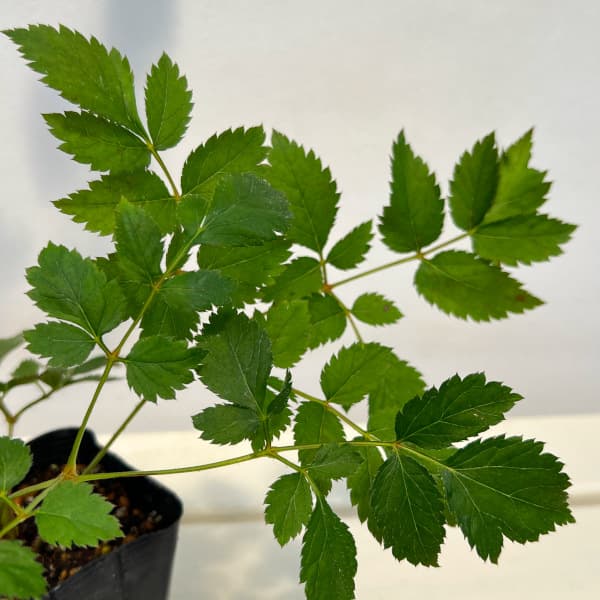 アスチルベ：ブラックパール3.5号ポット[6月頃開花　濃紫ももいろの花　花穂が長く印象的な花　宿根草]