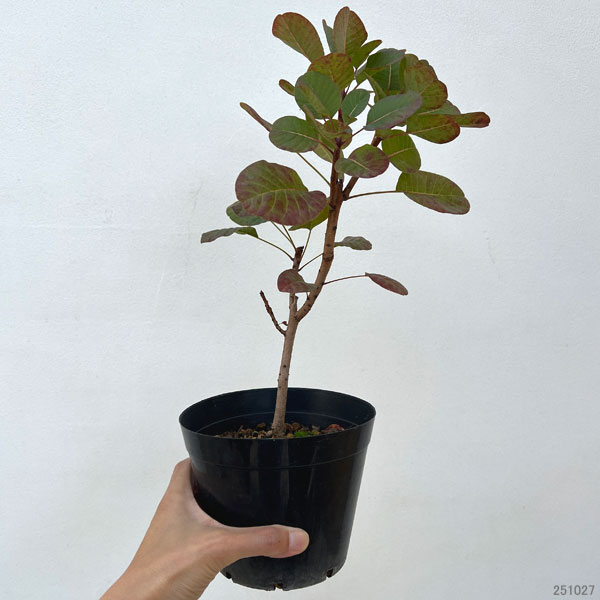 人気のスモークツリー苗木3種セット