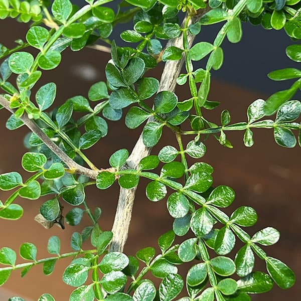 オペルクリカリア:パキプス 4号鉢植え26-01(根挿し苗)