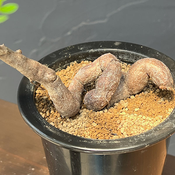 オペルクリカリア:パキプス 4号鉢植え26-01(根挿し苗)
