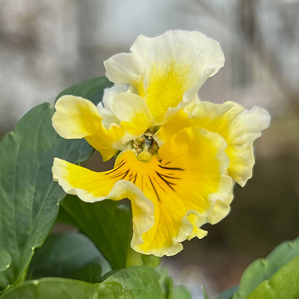 見元園芸さんのパンジー：フリルフロマージュ3-3.5号ポット