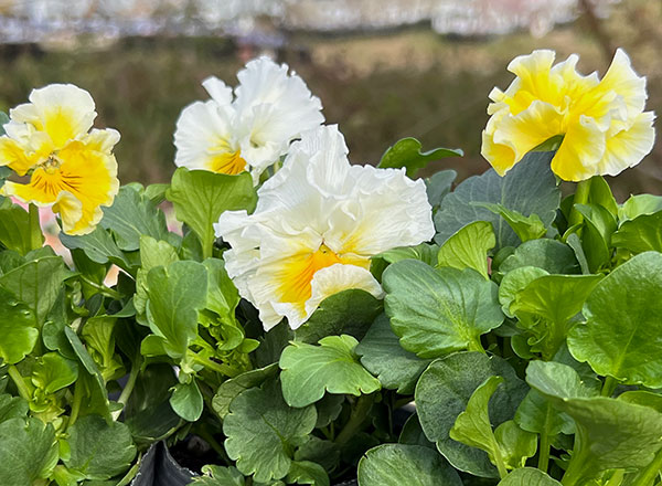 見元園芸さんのパンジー：フリルフロマージュ3-3.5号ポット