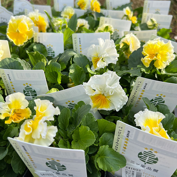 ◆ハーバリウム　183 フリルパンジーと春のお花*.:。✿*゜¨ ◇ハーバリウム 183 フリルパンジーと春のお花*.:。✿*゜¨