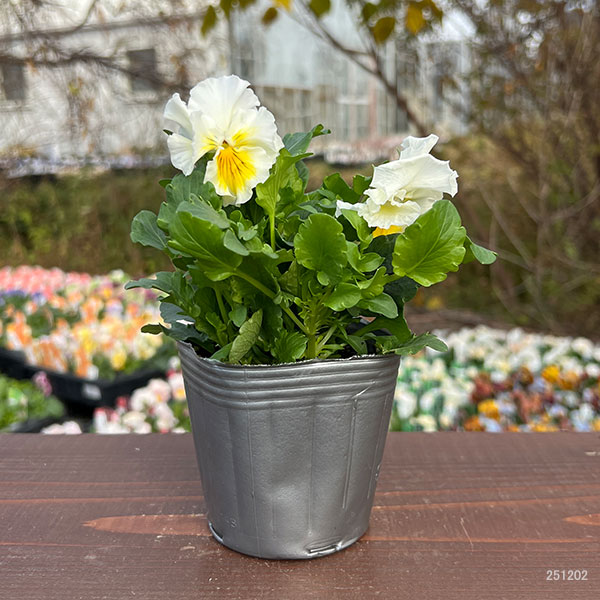 見元園芸さんのパンジー：フリルフロマージュ3-3.5号ポット