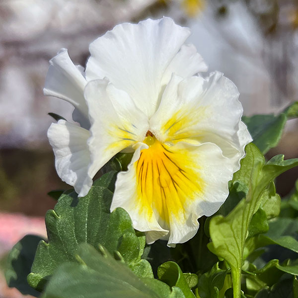 園芸ネット本店｜見元園芸さんのパンジー：フリルフロマージュ3-3.5号