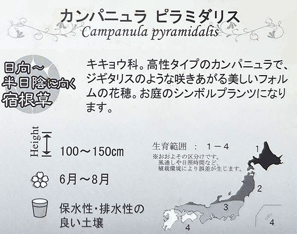 カンパニュラ：ピラミダリス3.5号ポット