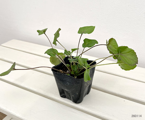 カンパニュラ：ピラミダリス3.5号ポット