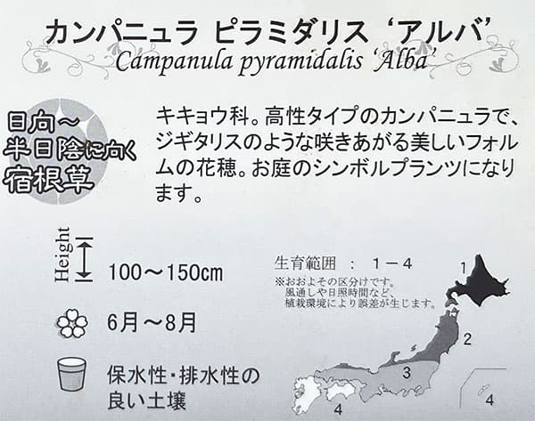 カンパニュラ：ピラミダリス　アルバ3.5号ポット
