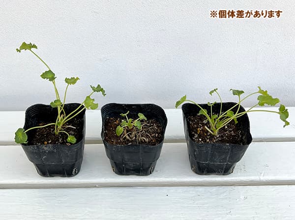 カンパニュラ：ピラミダリス　アルバ3.5号ポット