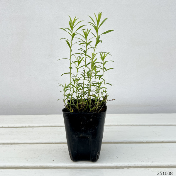 アキレア：ノブレッサ3号ポット*