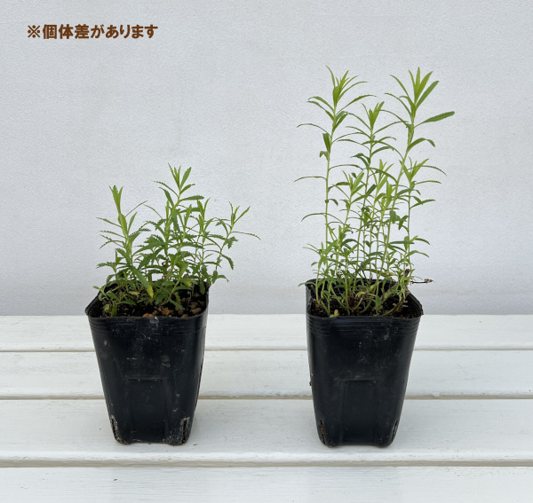 アキレア：ノブレッサ3号ポット*