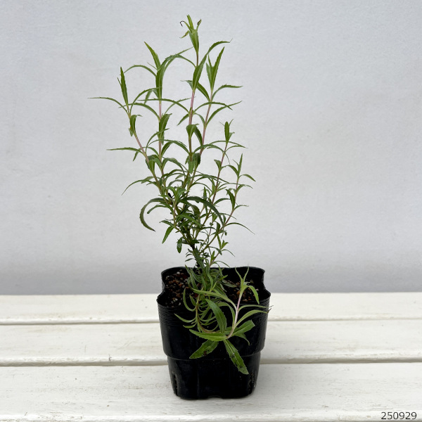 ペンステモン：サンバーストアメジスト3.5号ポット